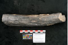 Foto (Objekt + Etikett) von Calamites communis Ettingshausen (NHMW-GEO-2024-0188-10957)